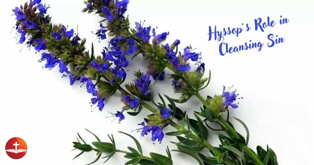 Hyssop’s Role in Cleansing Sin