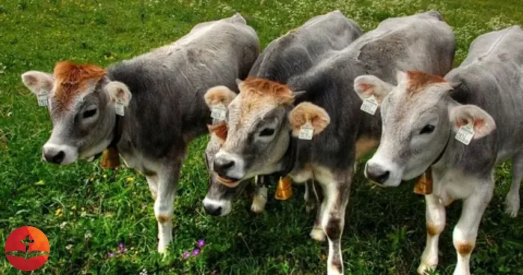 Cattle for Offerings