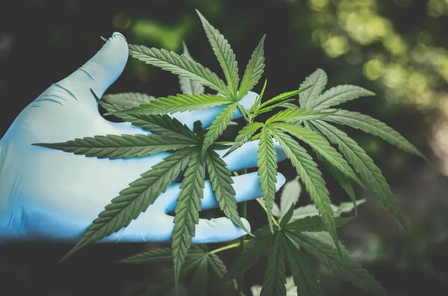 Why Should Beginners Buy THC P Products From Online Vendors 3